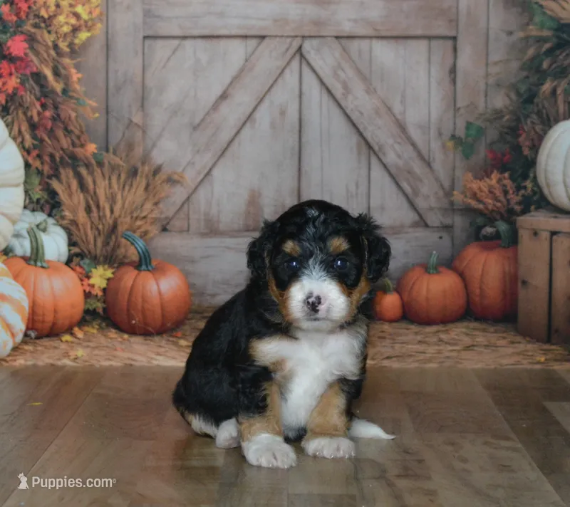 Maggie – Miniature Bernedoodle puppy for sale in Edon, OH