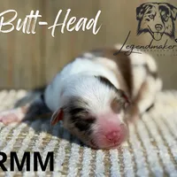 Butt-Head, a male Miniature American Shepherd for sale in Leitchfield, KY – Photo 1 of 2