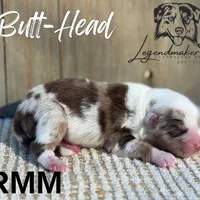 Butt-Head, a male Miniature American Shepherd for sale in Leitchfield, KY – Photo 2 of 2