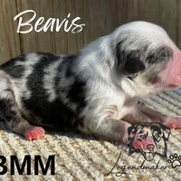 Beavis, a male Miniature American Shepherd for sale in Leitchfield, KY – Photo 5 of 7