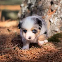 Beavis, a male Miniature American Shepherd for sale in Leitchfield, KY – Photo 2 of 7