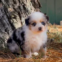 Beavis, a male Miniature American Shepherd for sale in Leitchfield, KY – Photo 1 of 7