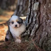 Beavis, a male Miniature American Shepherd for sale in Leitchfield, KY – Photo 6 of 7