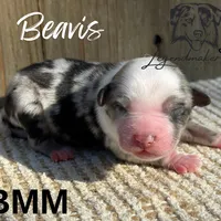 Beavis, a male Miniature American Shepherd for sale in Leitchfield, KY – Photo 4 of 7