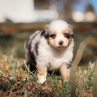 Beavis, a male Miniature American Shepherd for sale in Leitchfield, KY – Photo 7 of 7