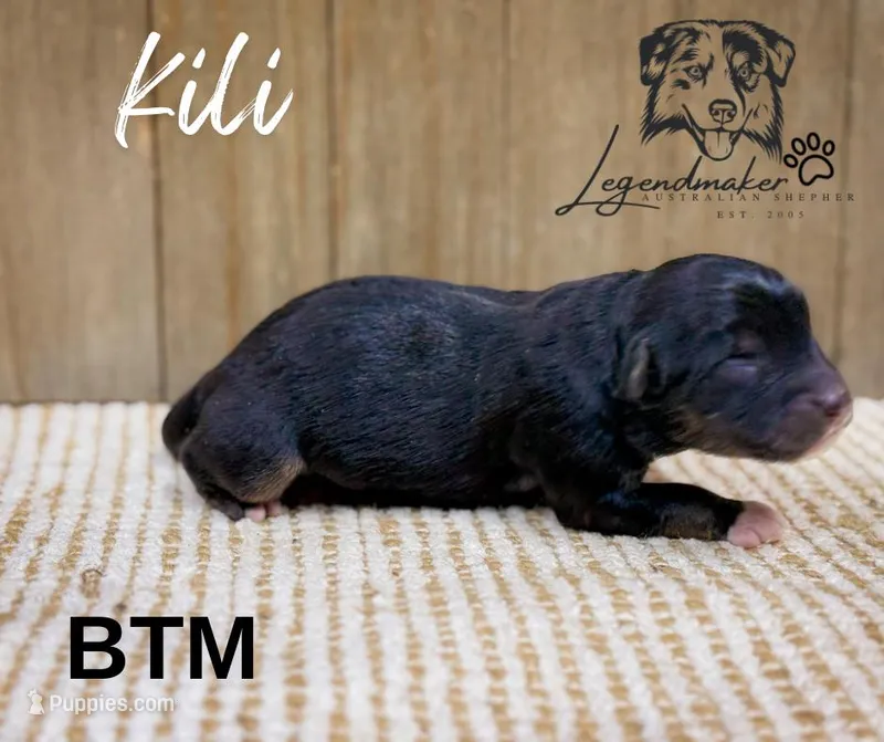 Kili, a male Miniature American Shepherd for sale in Leitchfield, KY – Photo 1 of 1