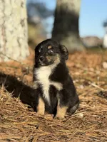 Rummy, a female Toy Australian Shepherd for sale in Leitchfield, KY – Photo 4 of 5