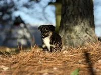 Rummy, a female Toy Australian Shepherd for sale in Leitchfield, KY – Photo 5 of 5