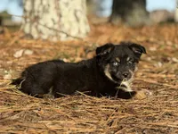 Rummy, a female Toy Australian Shepherd for sale in Leitchfield, KY – Photo 1 of 5