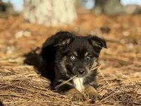 Rummy, a female Toy Australian Shepherd for sale in Leitchfield, KY – Photo 3 of 5