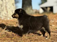 Rummy, a female Toy Australian Shepherd for sale in Leitchfield, KY – Photo 2 of 5