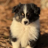 Nova, a female Toy Australian Shepherd for sale in Leitchfield, KY – Photo 1 of 5