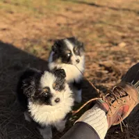 Nova, a female Toy Australian Shepherd for sale in Leitchfield, KY – Photo 3 of 5