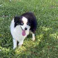 Nova, a female Toy Australian Shepherd for sale in Leitchfield, KY – Photo 5 of 5
