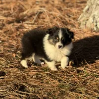 Nova, a female Toy Australian Shepherd for sale in Leitchfield, KY – Photo 2 of 5