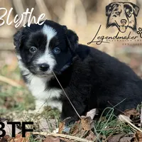 Blythe, a female Miniature American Shepherd for sale in Leitchfield, KY – Photo 1 of 5