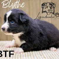 Blythe, a female Miniature American Shepherd for sale in Leitchfield, KY – Photo 3 of 5
