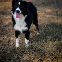 Blythe, a female Miniature American Shepherd for sale in Leitchfield, KY – Photo 4 of 5