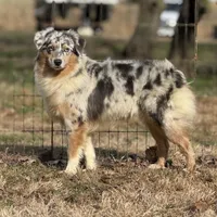 Blythe, a female Miniature American Shepherd for sale in Leitchfield, KY – Photo 5 of 5