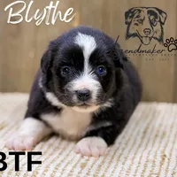 Blythe, a female Miniature American Shepherd for sale in Leitchfield, KY – Photo 2 of 5