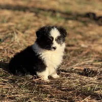 Vega, a female Toy Australian Shepherd for sale in Leitchfield, KY – Photo 4 of 6