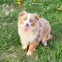 Vega, a female Toy Australian Shepherd for sale in Leitchfield, KY – Photo 5 of 6