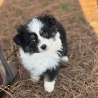 Vega, a female Toy Australian Shepherd for sale in Leitchfield, KY – Photo 1 of 6