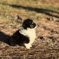 Vega, a female Toy Australian Shepherd for sale in Leitchfield, KY – Photo 3 of 6