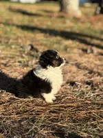 processed/7031d088-22d1-48cd-8e31-e9909ea4568e/listing/a47c1af1-ea02-487f-9244-90ae90d7612c/d4d903cb-9fad-491d-b856-a9dcad108897