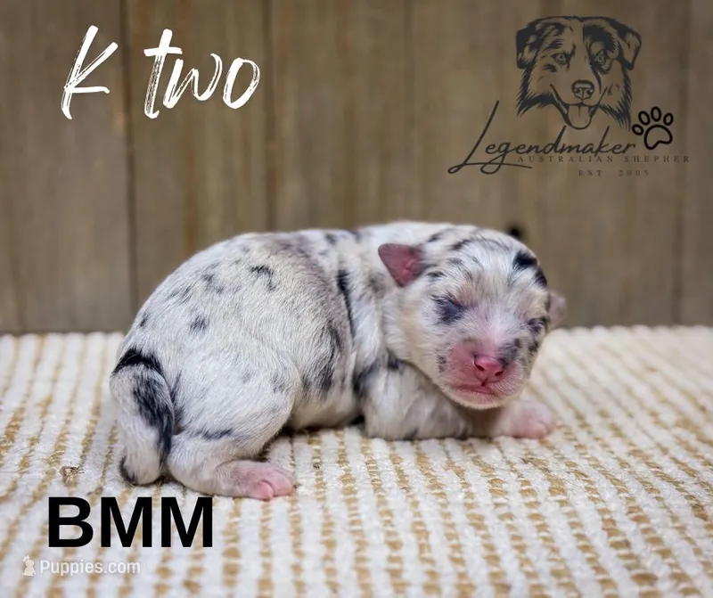 K2, a male Miniature American Shepherd for sale in Leitchfield, KY – Photo 1 of 1