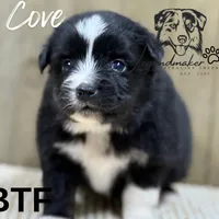 Cove, a female Miniature American Shepherd for sale in Leitchfield, KY – Photo 2 of 6