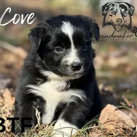Cove, a female Miniature American Shepherd for sale in Leitchfield, KY – Photo 1 of 6
