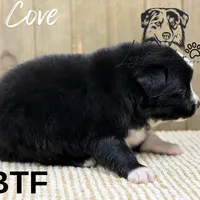 Cove, a female Miniature American Shepherd for sale in Leitchfield, KY – Photo 4 of 6