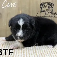 Cove, a female Miniature American Shepherd for sale in Leitchfield, KY – Photo 3 of 6