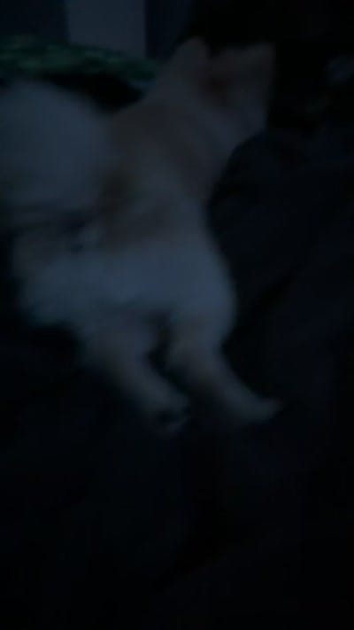 Nina, a female Pomeranian for sale in Dallas, TX – 2 of 2