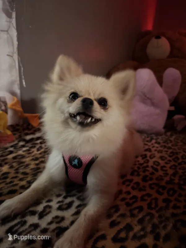 Nina – Pomeranian puppy for sale in Dallas, TX