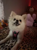 Nina, a female Pomeranian for sale in Dallas, TX – 1 of 2