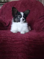 1, a male Papillon for sale in Smethport, PA – 3 of 6