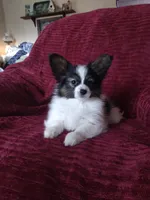 1, a male Papillon for sale in Smethport, PA – 5 of 6