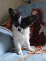 3, a male Papillon for sale in Smethport, PA – 1 of 4