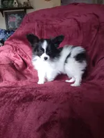 2, a male Papillon for sale in Smethport, PA – 2 of 6