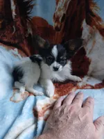 3, a male Papillon for sale in Smethport, PA – 2 of 4