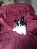 2, a male Papillon for sale in Smethport, PA – 3 of 6