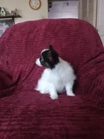 1, a male Papillon for sale in Smethport, PA – 2 of 6