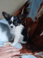 3, a male Papillon for sale in Smethport, PA – 4 of 4