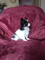2, a male Papillon for sale in Smethport, PA – 4 of 6