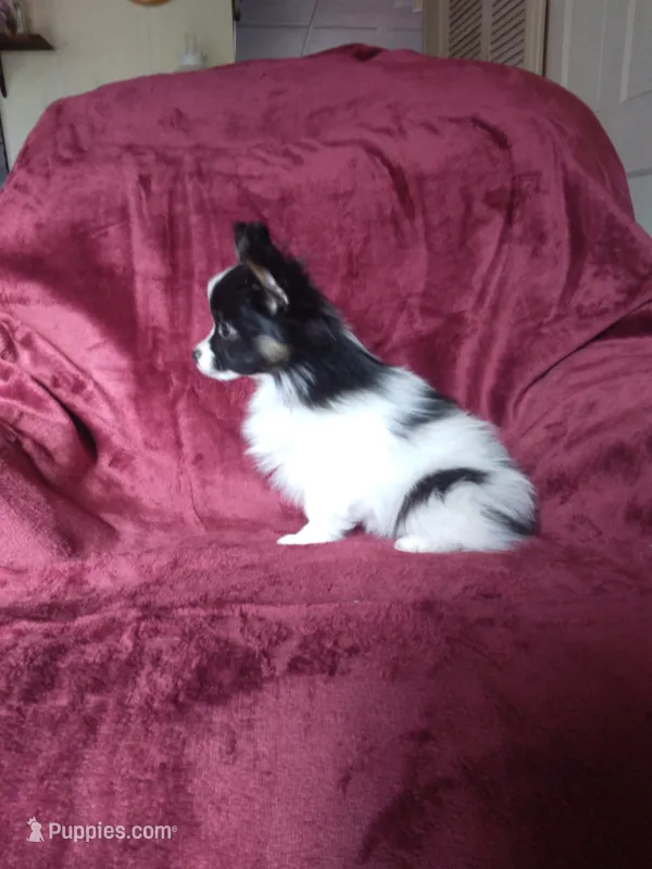 2 – Papillon puppy for sale in Smethport, PA