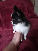 Akc 3, a female Papillon for sale in Smethport, PA – Photo 2 of 10