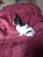 Akc 3, a female Papillon for sale in Smethport, PA – Photo 5 of 10