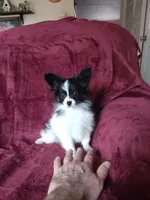 Akc 3, a female Papillon for sale in Smethport, PA – Photo 3 of 10